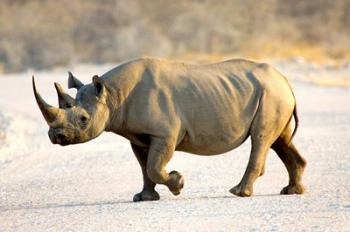 Black Rhinoceros, Namibia | Obraz na stenu