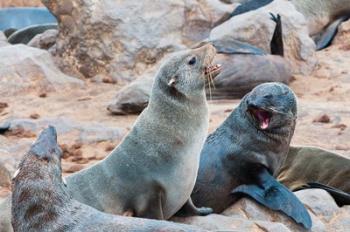 Cape Fur seals, Skeleton Coast, Kaokoland, Namibia. | Obraz na stenu