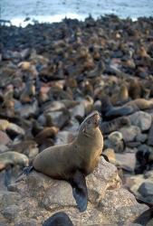 Namibia, Cape Cross Seal Reserve, Fur Seals on shore | Obraz na stenu