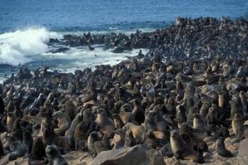 Namibia, Cape Cross Seal Reserve, Group of Fur Seals | Obraz na stenu