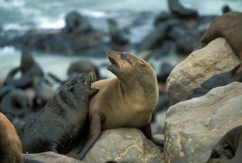 Namibia, Cape Cross Seal Reserve, Two Fur Seals on rocks | Obraz na stenu