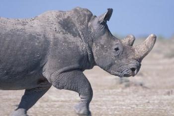 White Rhino Running, Etosha Salt Pan, Etosha National Park, Namibia | Obraz na stenu