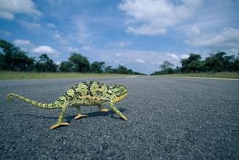 Namibia, Caprivi Strip, Flap-necked Chameleon lizard crossing the road | Obraz na stenu