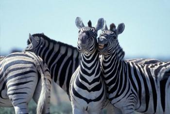 Plains Zebra Side By Side, Etosha National Park, Namibia | Obraz na stenu