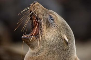 Namibia, Cape Cross Seal Reserve. Close up of Southern Fur Seal | Obraz na stenu