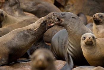 Namibia, Cape Cross Seal Reserve. Group of Southern Fur Seal | Obraz na stenu