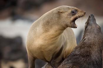 Namibia, Cape Cross Seal Reserve. Southern Fur Seals | Obraz na stenu