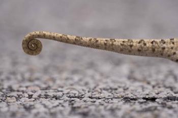 Namibia, Caprivi Strip, Flap Necked Chameleon lizard Tail | Obraz na stenu