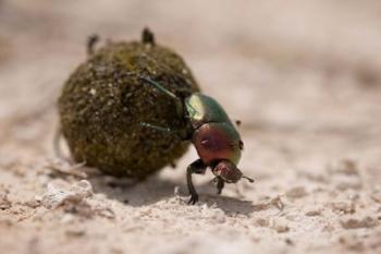 Namibia, Etosha NP, Dung Beetle insect | Obraz na stenu