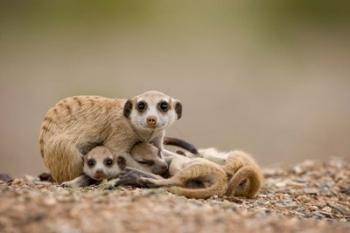 Namibia, Keetmanshoop, Meerkats, Namib Desert | Obraz na stenu