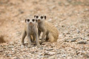 Namibia, Keetmanshoop, Meerkat, Namib Desert, Mongoose | Obraz na stenu