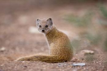 Namibia, Keetmanshoop, Yellow Mongoose wildlife | Obraz na stenu