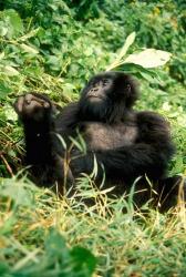 Rwanda, Six year old mountain Gorilla, March | Obraz na stenu