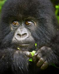 Rwanda, Volcanoes NP, Close up of a Mountain Gorilla | Obraz na stenu