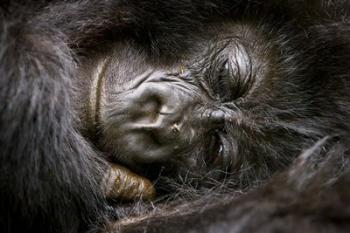 Rwanda, Volcanoes NP, Mountain Gorilla Sleeping | Obraz na stenu