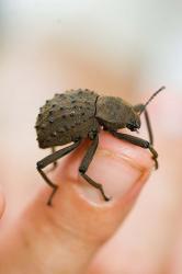 Endemic Fregate Island Beetle, Seychelles | Obraz na stenu