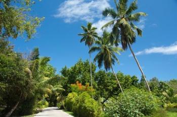 Seychelles, La Digue. Remote island path | Obraz na stenu