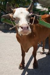 Seychelles, La Digue, La Passe Harbor, ox-cart | Obraz na stenu