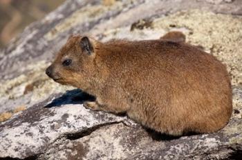 South Africa, Cape Town, Rock Hyrax wildlife | Obraz na stenu