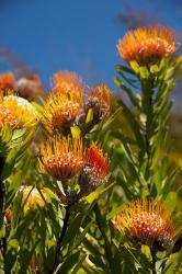 South Africa, Cape Town, Orange pincushion flowers | Obraz na stenu