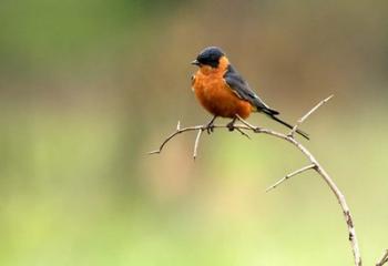 Redbreasted Swallow, Hluhulwe, South Africa | Obraz na stenu