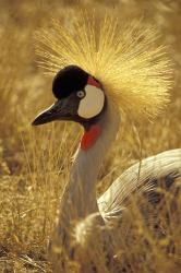 African Crowned Crane, South Africa | Obraz na stenu