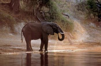 Elephant at Water Hole, South Africa | Obraz na stenu