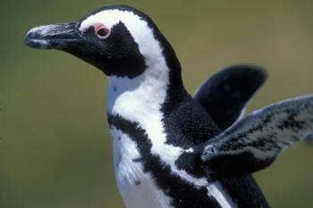 African Penguin at Boulders Beach, Table Mountain National Park, South Africa | Obraz na stenu