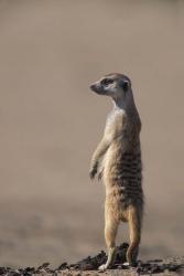 South Africa, Kgalagadi, Meerkat, Mongoose | Obraz na stenu