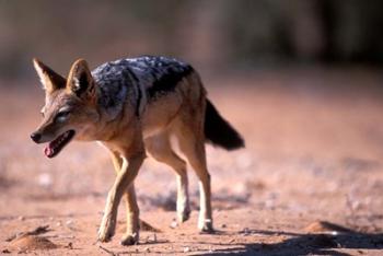 South Africa, Kgalagadi, Kalahari, Black Backed Jackal | Obraz na stenu