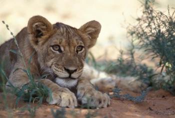 Lion Cub Rests During Heat of Day, Auob River, Kalahari-Gemsbok National Park, South Africa | Obraz na stenu