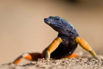 Flat lizard | Obraz na stenu