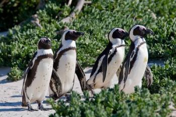 Group of African Penguins, Cape Town, South Africa | Obraz na stenu