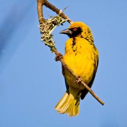 Masked Weaver bird, Drakensberg, South Africa | Obraz na stenu