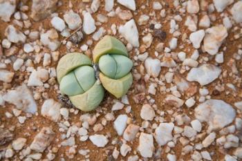 Succulents, quartz, Cape Province, South Africa | Obraz na stenu