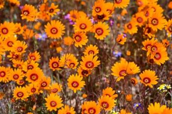 Orange Spring flowers, Namaqualand, South Africa | Obraz na stenu