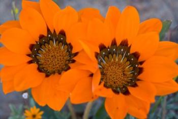 Two orange Spring flowers, South Africa | Obraz na stenu