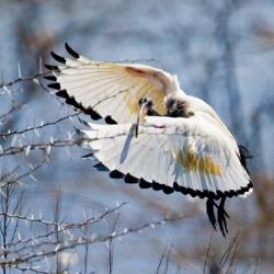 Sacred Ibis bird, Northern Cape, South Africa | Obraz na stenu