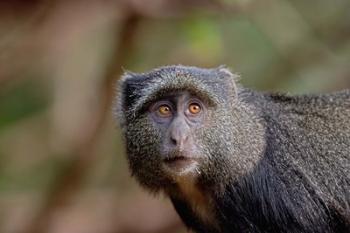 Blue Monkey, Lake Manyara National Park, Tanzania | Obraz na stenu