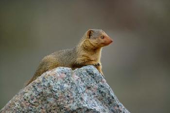 Dwarf Mongoose, Serengeti National Park, Tanzania | Obraz na stenu