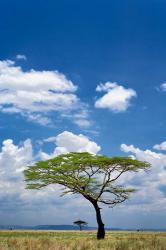 Umbrella Thorn Acacia, Serengeti National Park, Tanzania | Obraz na stenu