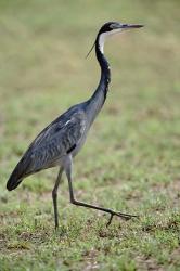 Black-headed Heron, Serengeti National Park, Tanzania | Obraz na stenu