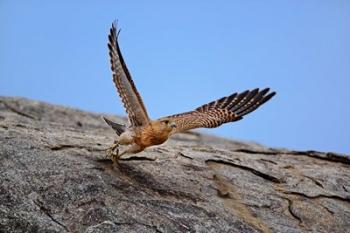 Kestrel, Serengeti National Park, Tanzania | Obraz na stenu