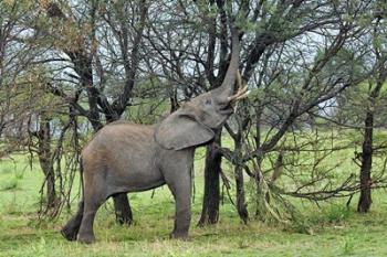 African Elephant feeding on Tree bark, Serengeti National Park, Tanzania | Obraz na stenu