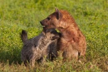 Spotted hyena, Ngorongoro Conservation Area, Tanzania. | Obraz na stenu