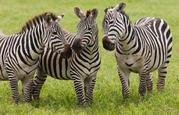 Three Plains zebras, Tanzania | Obraz na stenu