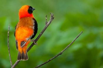 Southern red bishop, Serengeti National Park, Tanzania | Obraz na stenu