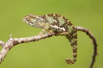 Chameleon, Serengeti National Park, Ndutu, Tanzania | Obraz na stenu