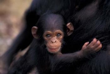 Infant Chimpanzee, Gombe National Park, Tanzania | Obraz na stenu