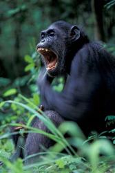 Female Chimpanzee Yawning, Gombe National Park, Tanzania | Obraz na stenu